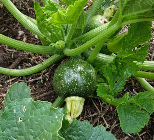 Round Squash /Dark Green Zucchini Seeds Hot Temperature Hybrid F1 Seed for Sale