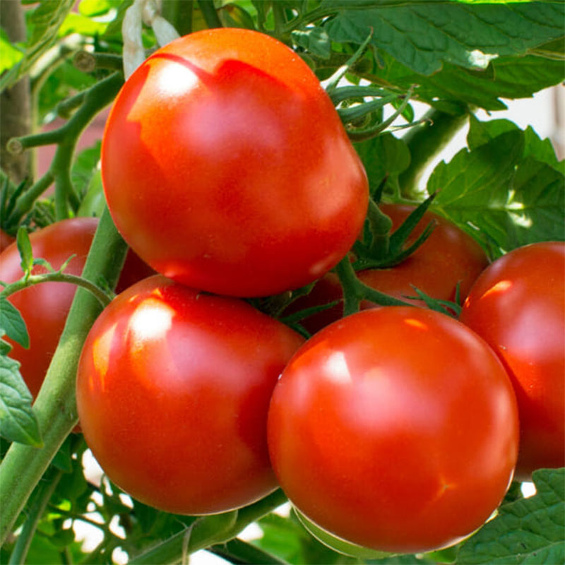 Determinate F1 Hybrid Round Red Tomato Seeds