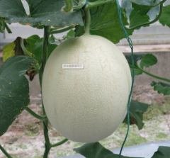 White sweet Round Shape White Honey Dew Melon Seeds
