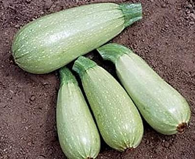 Chinese F1 Hybrid Green Summer Lamp Squash /Zucchini Seeds