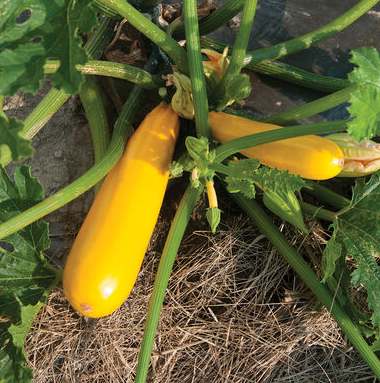 Chinese Yellow Skin Hybrid Squash/Zucchini Seeds