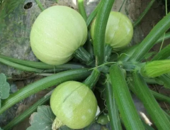 Round Light Green Color Summer Squash Zucchini Seeds