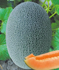 Sweet F1 Oval Green Hami Seeds