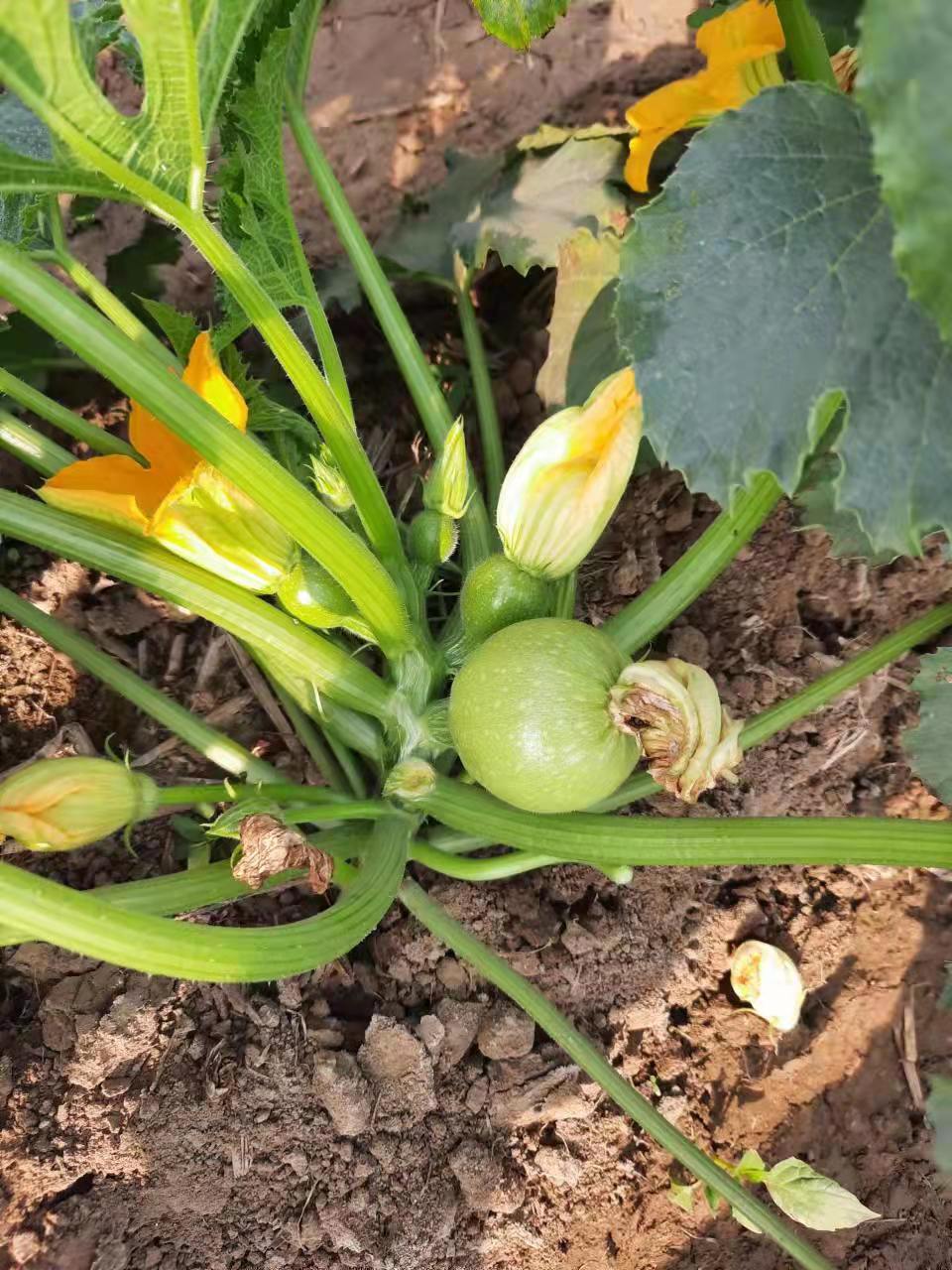 Round Squash /Zucchini Seeds Hot Temperature Hybrid F1 Seed for Sale