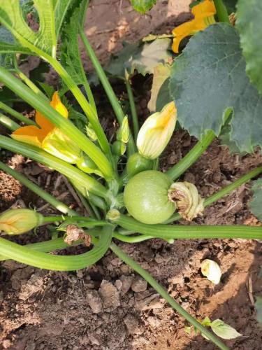 Round Squash /Zucchini Seeds Hot Temperature Hybrid F1 Seed for Sale