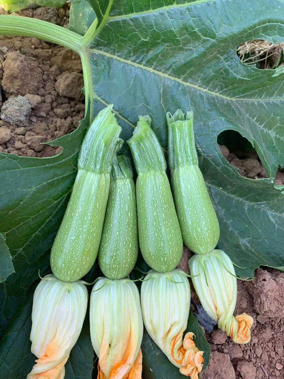 Chinese F1 Hybrid Green Summer Lamp Squash /Zucchini Seeds