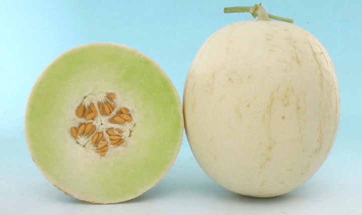 White sweet Round Shape White Honey Dew Melon Seeds