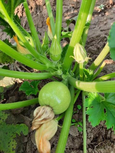 Round Squash /Zucchini Seeds Hot Temperature Hybrid F1 Seed for Sale