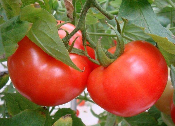 Determinate F1 Hybrid Round Red Tomato Seeds