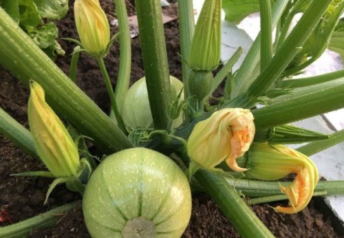 Round Light Green Color Summer Squash Zucchini Seeds