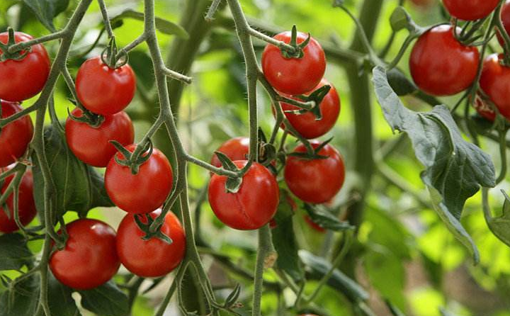 Good Quality Early Maturity Cherry Tomato Seeds