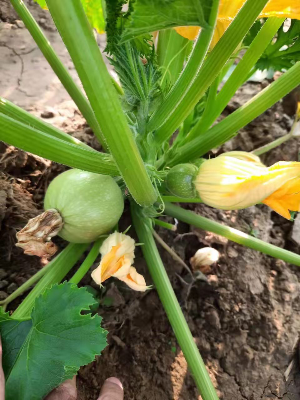 Round Squash /Zucchini Seeds Hot Temperature Hybrid F1 Seed for Sale