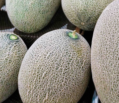 Sweet F1 Oval Green Hami Seeds