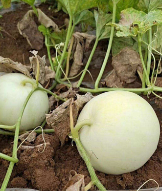 HFSM010 Round White Hami Seeds