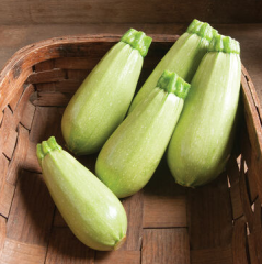 Chinese F1 Hybrid Green Summer Lamp Squash /Zucchini Seeds
