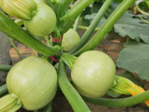 Round Light Green Color Summer Squash Zucchini Seeds