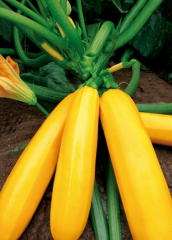 Chinese Yellow Skin Hybrid Squash/Zucchini Seeds
