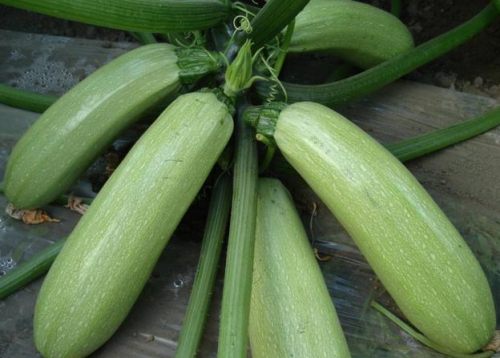 Chinese F1 Hybrid Green Summer Squash/Zucchini Seeds
