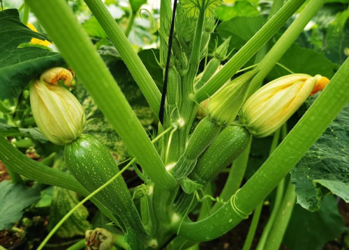 Chinese F1 Hybrid Green Summer Lamp Squash /Zucchini Seeds