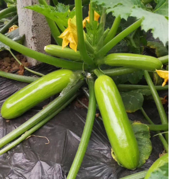 Chinese F1 Hybrid Green Late Summer Squash/Zucchini Seeds