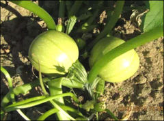 Round Squash /Zucchini Seeds Hot Temperature Hybrid F1 Seed for Sale