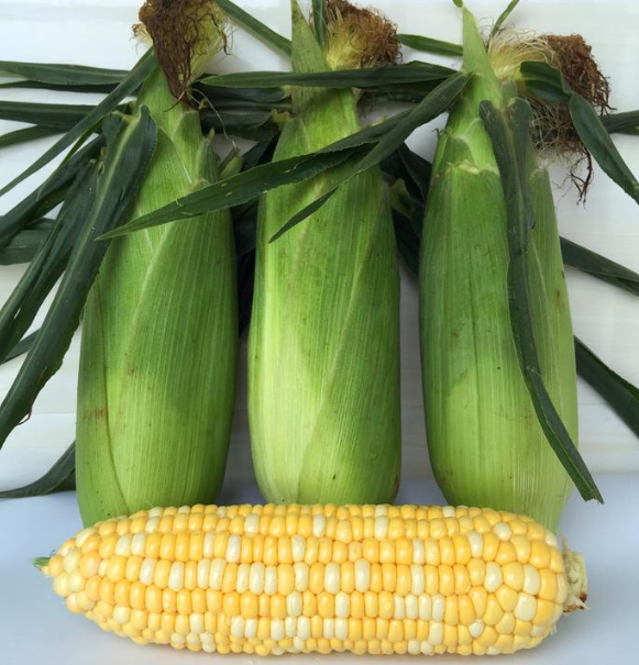 Early Maturing Hybrid Bicolor Corn Seeds
