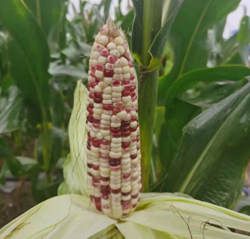 Purple White Corn Seeds