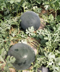 Black Round Seedless Watermelon Seeds