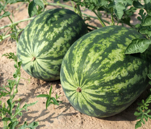 Crimson Sweet Wide Strips Oblong Watermelon Seeds