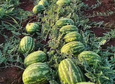 Crimson Sweet Wide Strips Oblong Watermelon Seeds