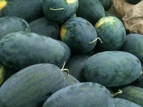 Oblong Black Watermelon Seeds