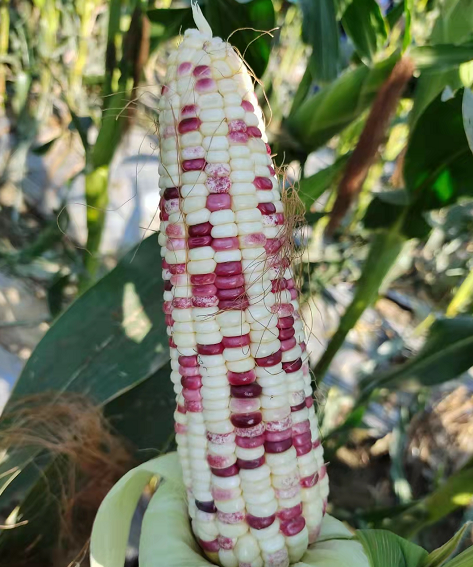 Purple White Corn Seeds