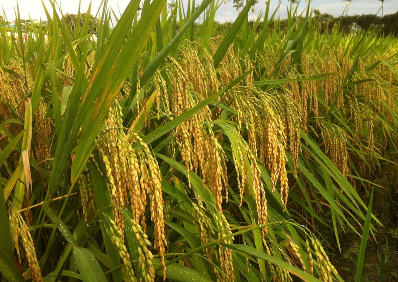 Rice Seed -Three Lines- The Best Oval Shape Seed with High Yield