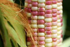 Purple White Corn Seeds