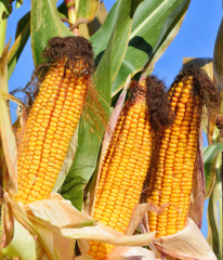 Hfc004 F1 Maize for Grains The Highest Yield Seeds