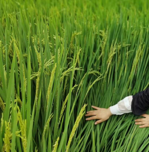 Rice Seed -Two Lines- Best Heat Tolerance