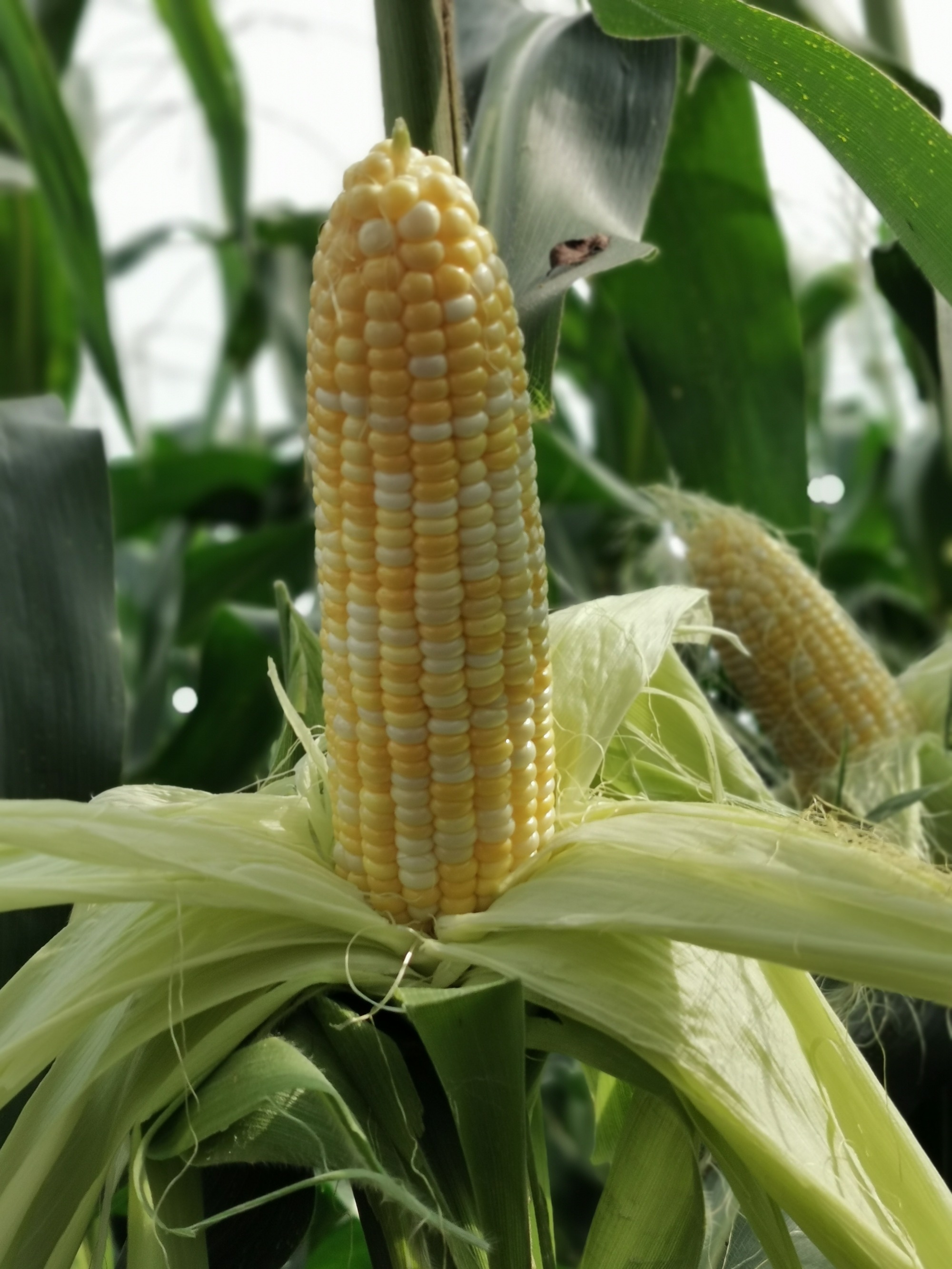 Early Maturing Hybrid Bicolor Corn Seeds