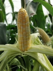 Early Maturing Hybrid Bicolor Corn Seeds