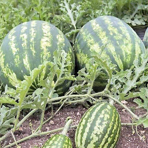Crimson Sweet Wide Strips Oblong Watermelon Seeds