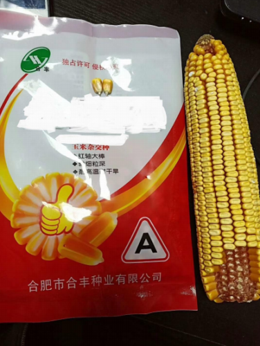 Maize for Grains High Yield with Heat Tolerance Seeds