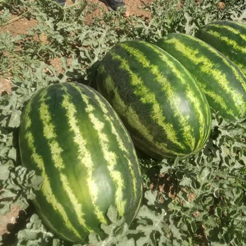 Crimson Sweet Wide Strips Oblong Watermelon Seeds