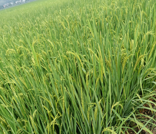 Rice Seed -Two Lines- Good Heat Tolerance, and High Yield
