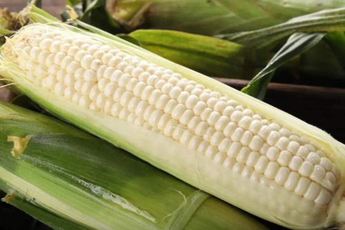 Early Maturing White Sweet Waxy Fresh Corn Seeds