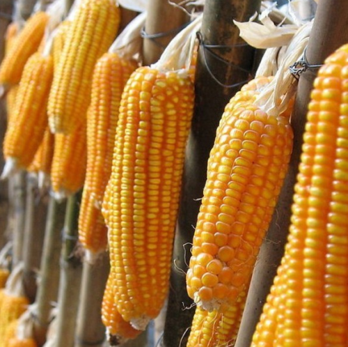 Hfc001 Maize for Grains High Yield with Heat Tolerance Seeds