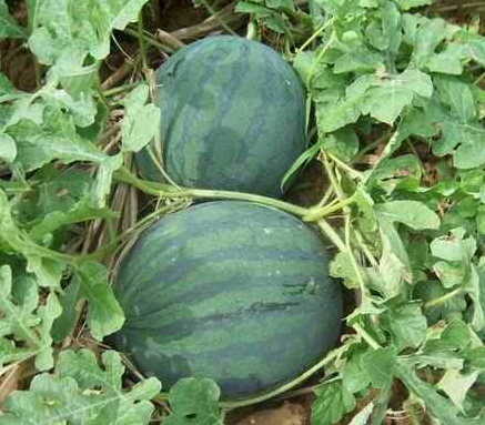 Dark Green Round Watermelon Seed