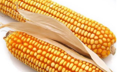 Hfc001 Maize for Grains High Yield with Heat Tolerance Seeds