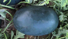 Oblong Black Watermelon Seeds