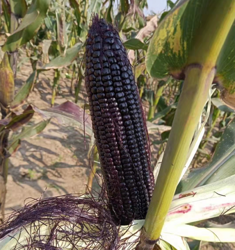Fresh Black Corn Seeds