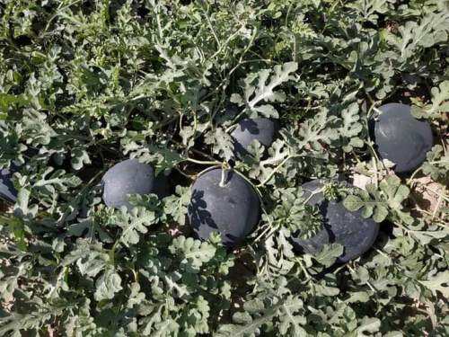 Black Round Seedless Watermelon Seeds