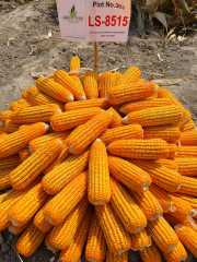 Hfc005 F1 Maize for Grains High Yield with Heat Tolerance Seeds